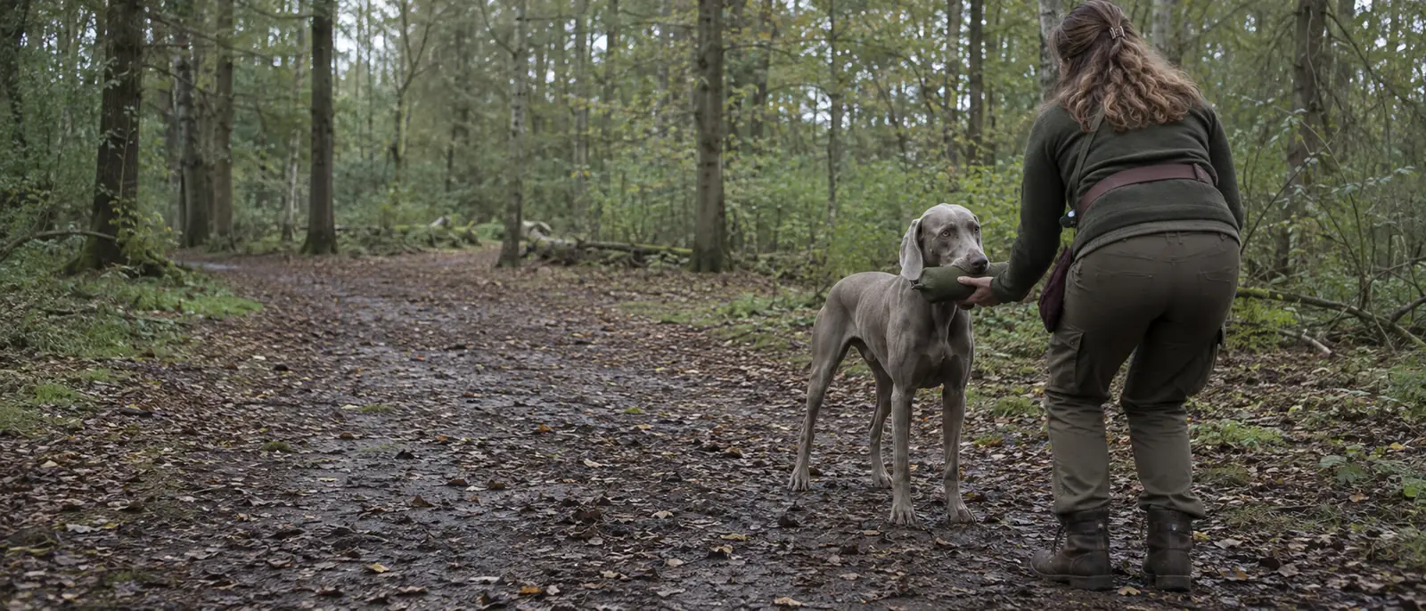 Voorjager neemt het apporteerblok aan van haar weimaraner op een bospad